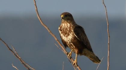 Common Buzzard
