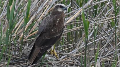 Western Marsh Harrier
