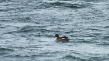 Eurasian Wigeon