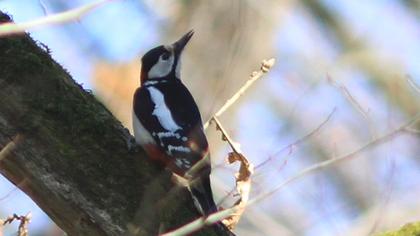 Great Spotted Woodpecker
