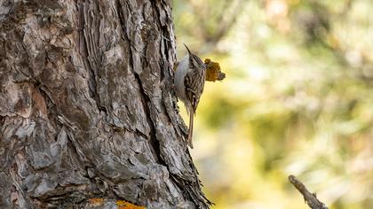 Short-toed Treecreeper