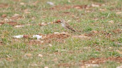 Calandra Lark