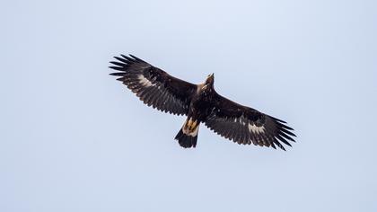 Golden Eagle