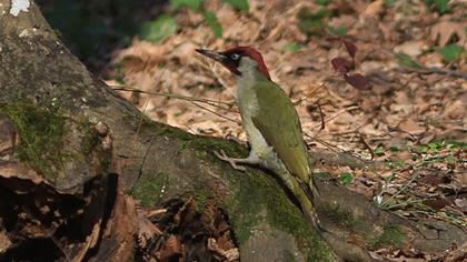 European Green Woodpecker