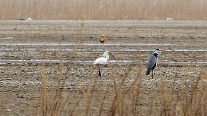 Eurasian Spoonbill