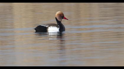 Red-crested Pochard