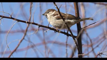 House Sparrow