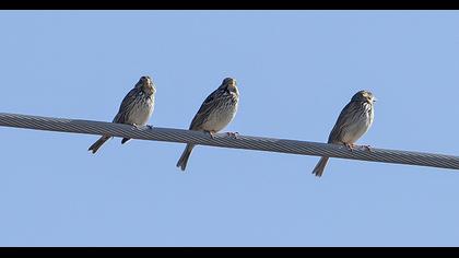 Corn Bunting