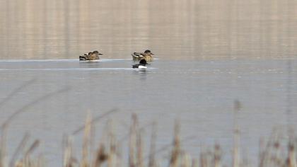 Tufted Duck