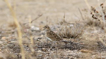 Eurasian Skylark