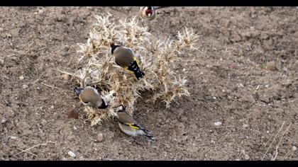 European Goldfinch