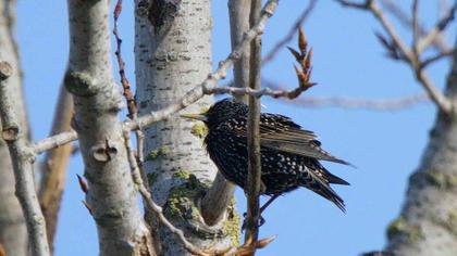 Common Starling