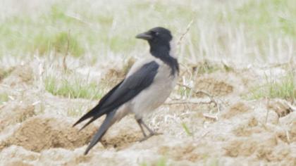 Hooded Crow