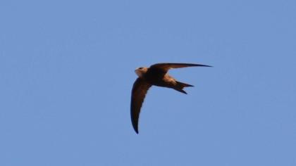 Pallid Swift