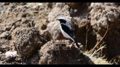 Finsch`s Wheatear