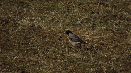 Hooded Crow