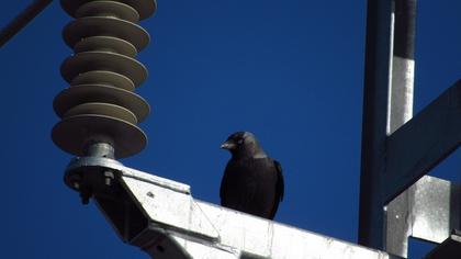 Western Jackdaw