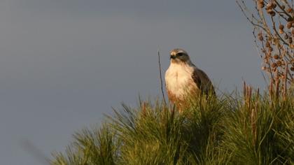 Long-legged Buzzard