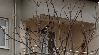 Eurasian Magpie