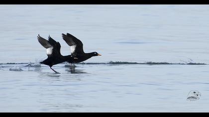 Velvet Scoter