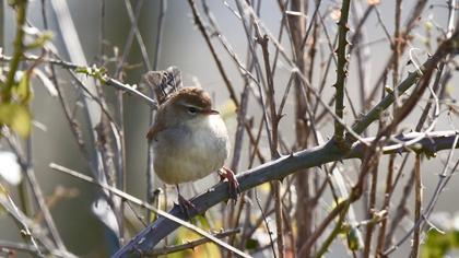 Cetti`s Warbler