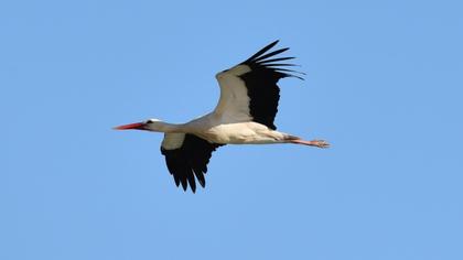 White Stork