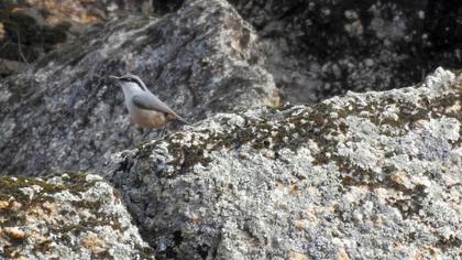 Western Rock Nuthatch