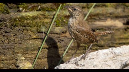 Eurasian Wren