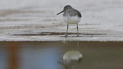 Green Sandpiper
