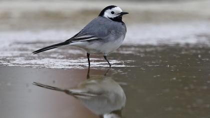 White Wagtail