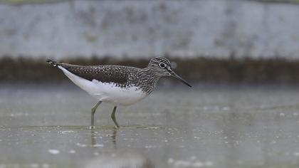 Green Sandpiper