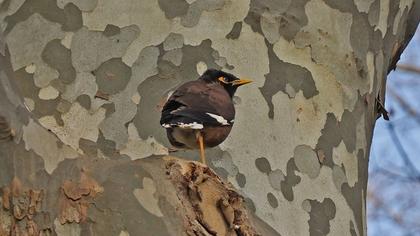 Common Myna