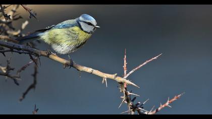 Eurasian Blue Tit