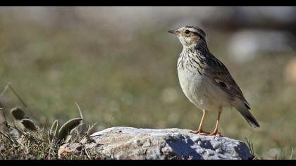 Woodlark