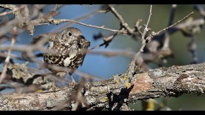 Mistle Thrush