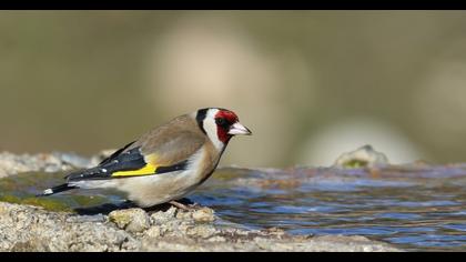 European Goldfinch