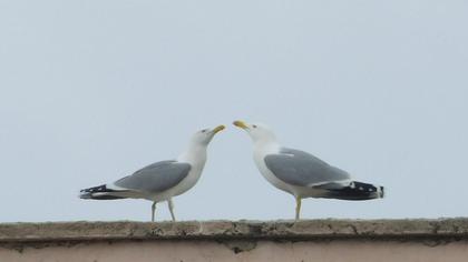 Yellow-legged Gull