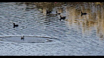 Eurasian Coot