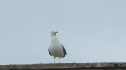 Caspian Gull