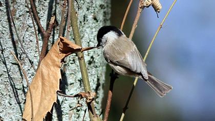 Marsh Tit