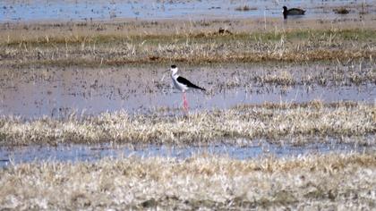 Black-winged Stilt
