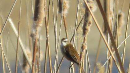 Bıyıklı kamışçın