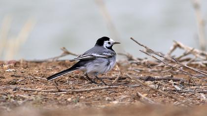 White Wagtail