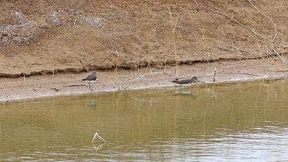 Green Sandpiper