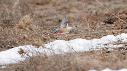 Common Linnet