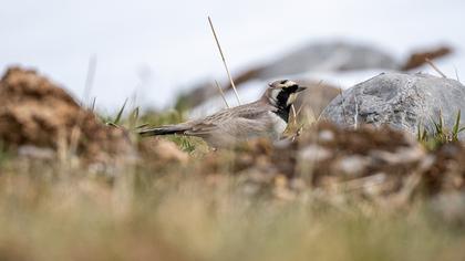 Horned Lark