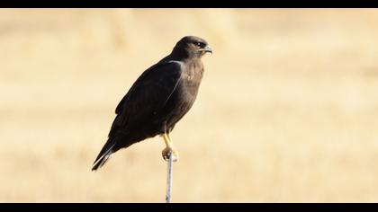 Long-legged Buzzard