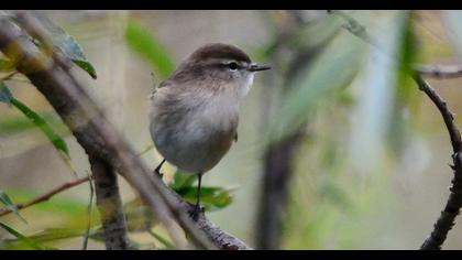 Mountain Chiffchaff