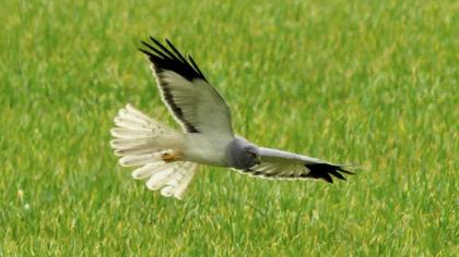 Hen Harrier
