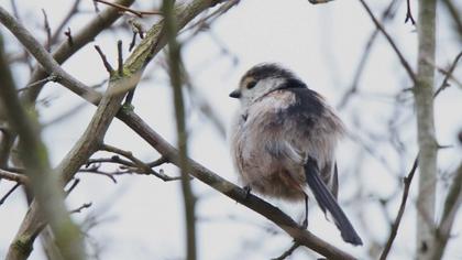 Long-tailed Tit